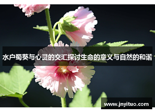 水户蜀葵与心灵的交汇探讨生命的意义与自然的和谐